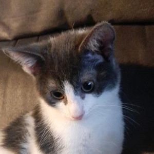 Meet your Posher, Faith